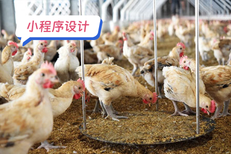 小程序设计案例分析鸡小智