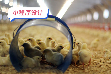 小程序设计案例分析鸡小智