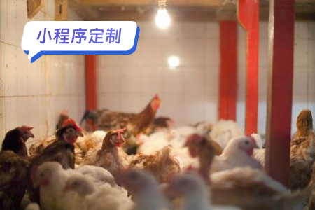 小程序定制案例分析鸡小智