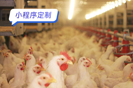 小程序定制案例分析鸡小智