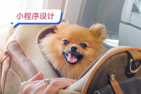 2宠物小程序设计需要注意哪些方面