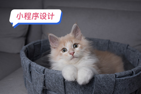 2宠物小程序设计需要注意哪些方面