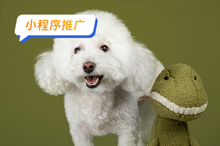 宠物小程序如何推广