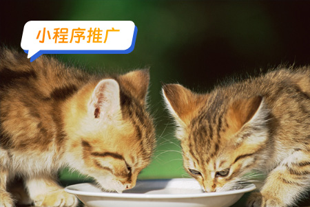 宠物小程序如何推广