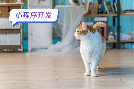 宠物小程序需要开发哪些功能