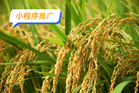 小程序推广：推广助农小程序需要采用多渠道