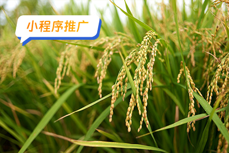小程序推广：推广助农小程序需要采用多渠道