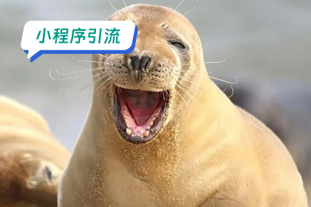 小程序引流：高效快速地引流DIY表情包小程序