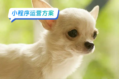 宠物医疗小程序运营秘诀