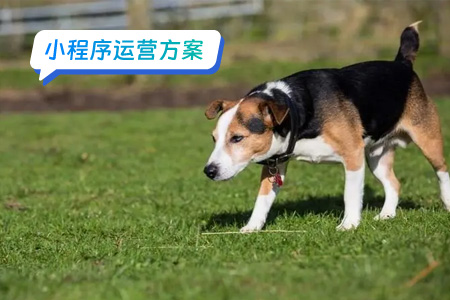 宠物医疗小程序运营秘诀
