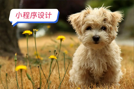 如何设计你的宠物医疗小程序