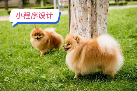 如何设计你的宠物医疗小程序
