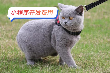 宠物医疗小程序开发费用分析